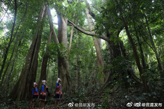 “昆明官渡发布”微博