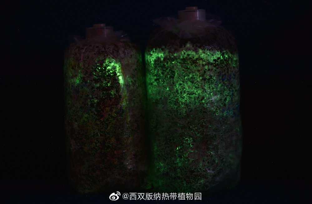 西双版纳热带植物园微博