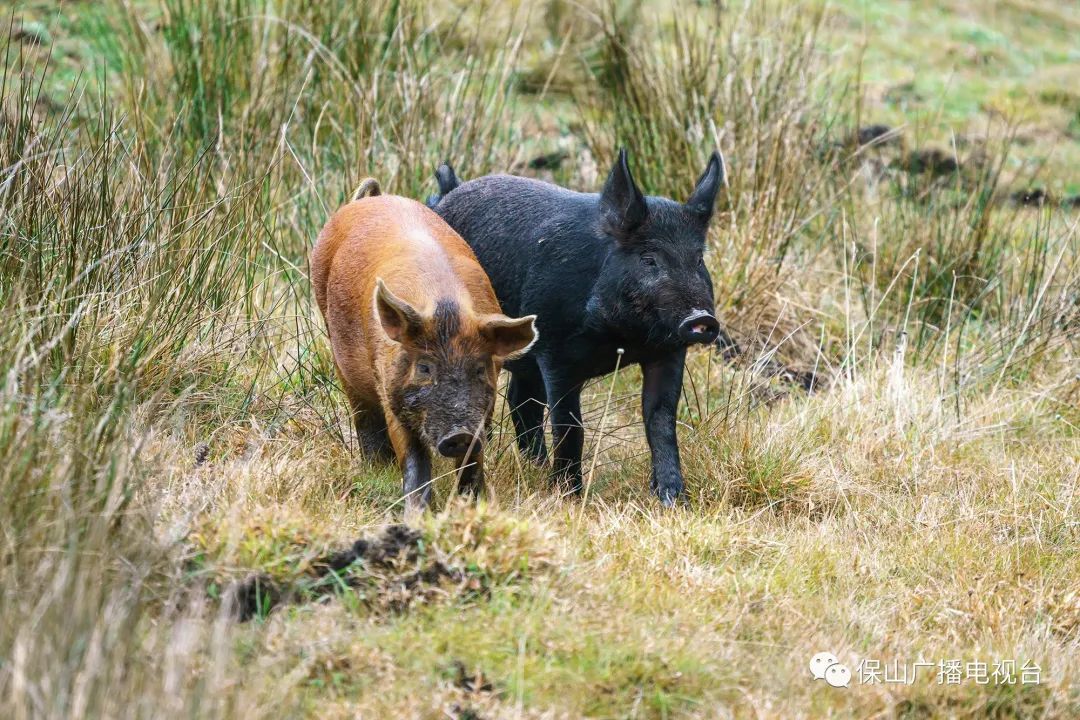 保山广播电视台