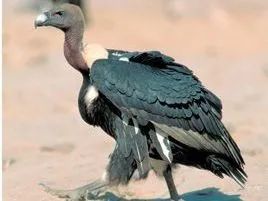 云南野生动物园