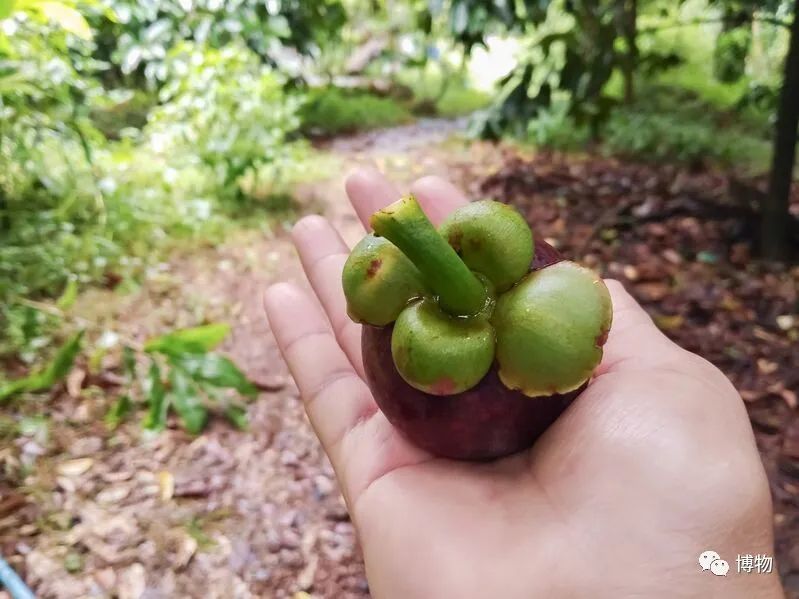 西双版纳望天树景区