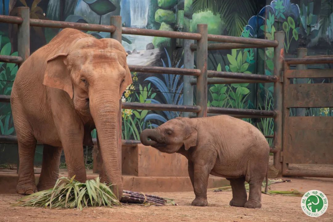 昆明动物园