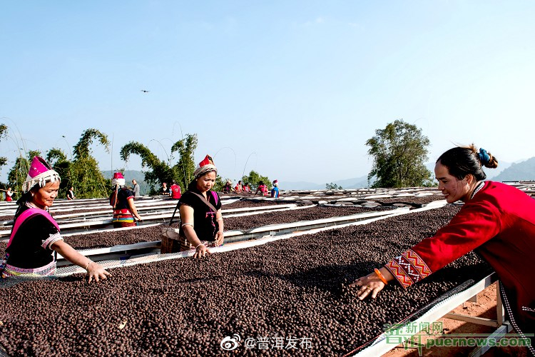 孟连咖啡：走向精品化的“红宝石”