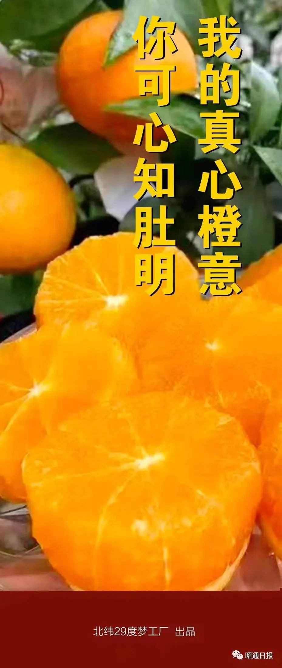 昭通日报