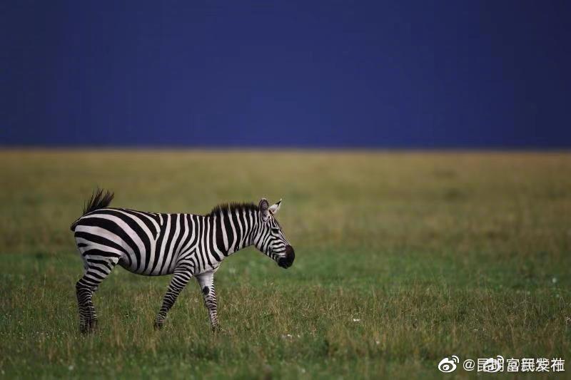 斑马是黑底白纹还是白底黑纹？