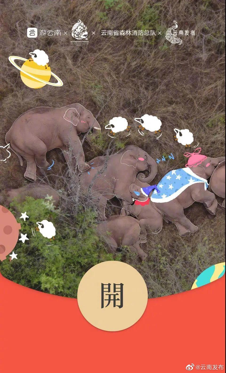限量版！快来领取云南北移象群家族红包封面