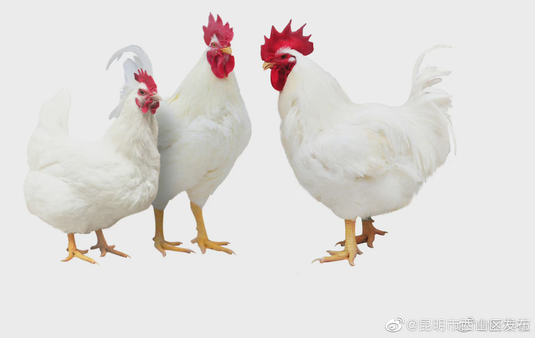 我国自主培育3个白羽肉鸡品种通过审定