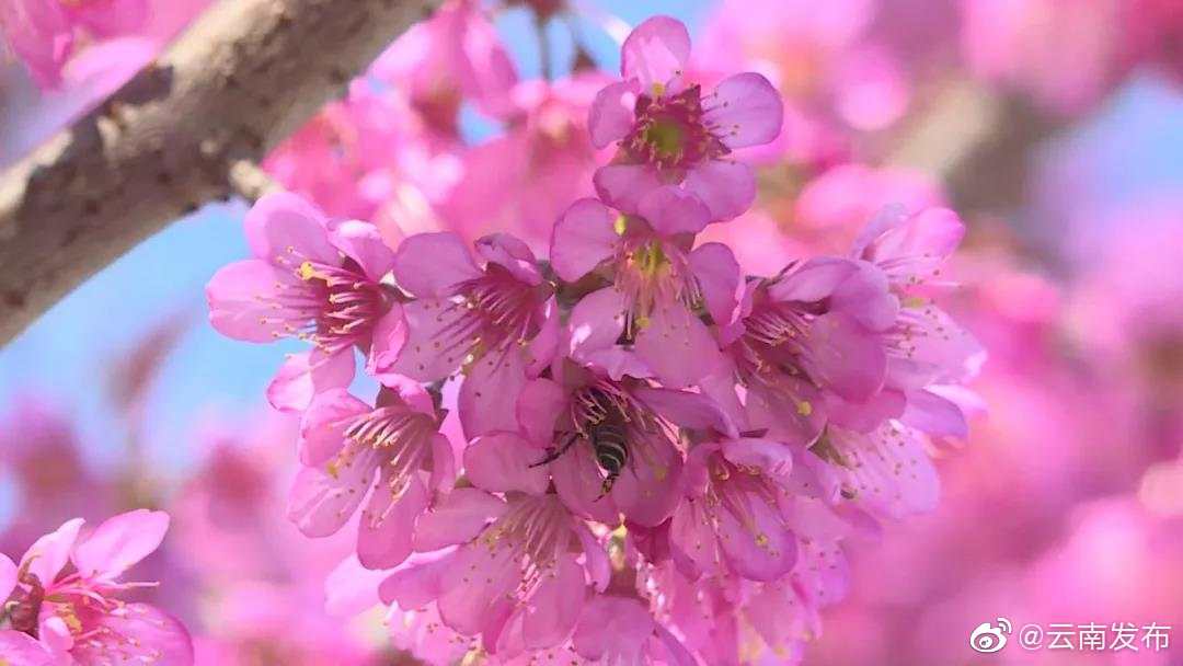 “云南发布”微博