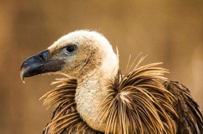 云南野生动物园