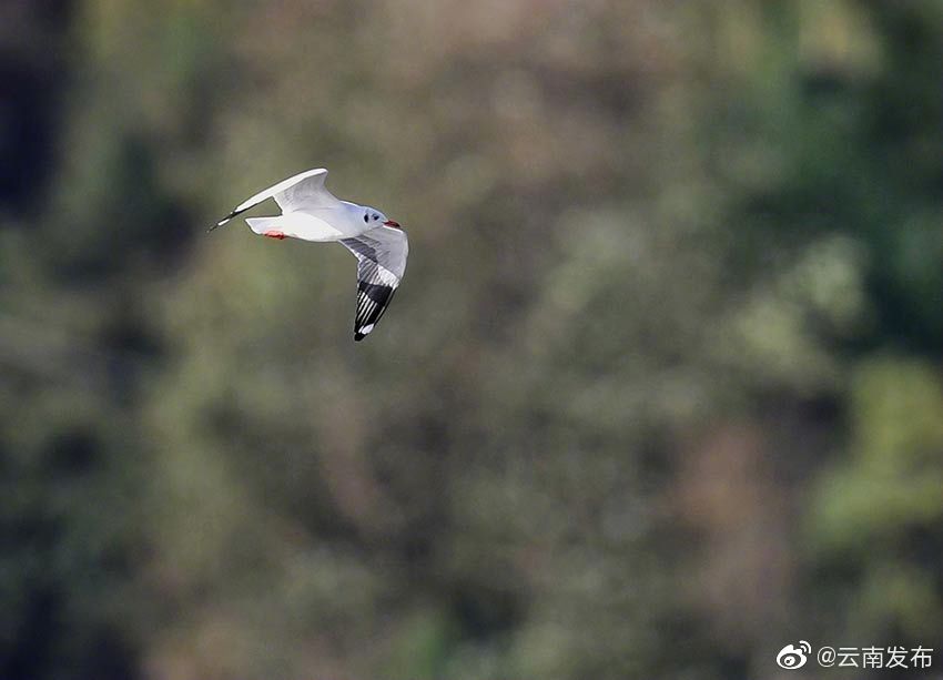 “云南发布”微博