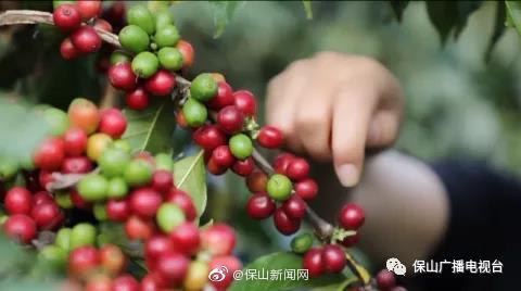 云南首个“国家咖啡标准化区域服务与推广平台”落户保山