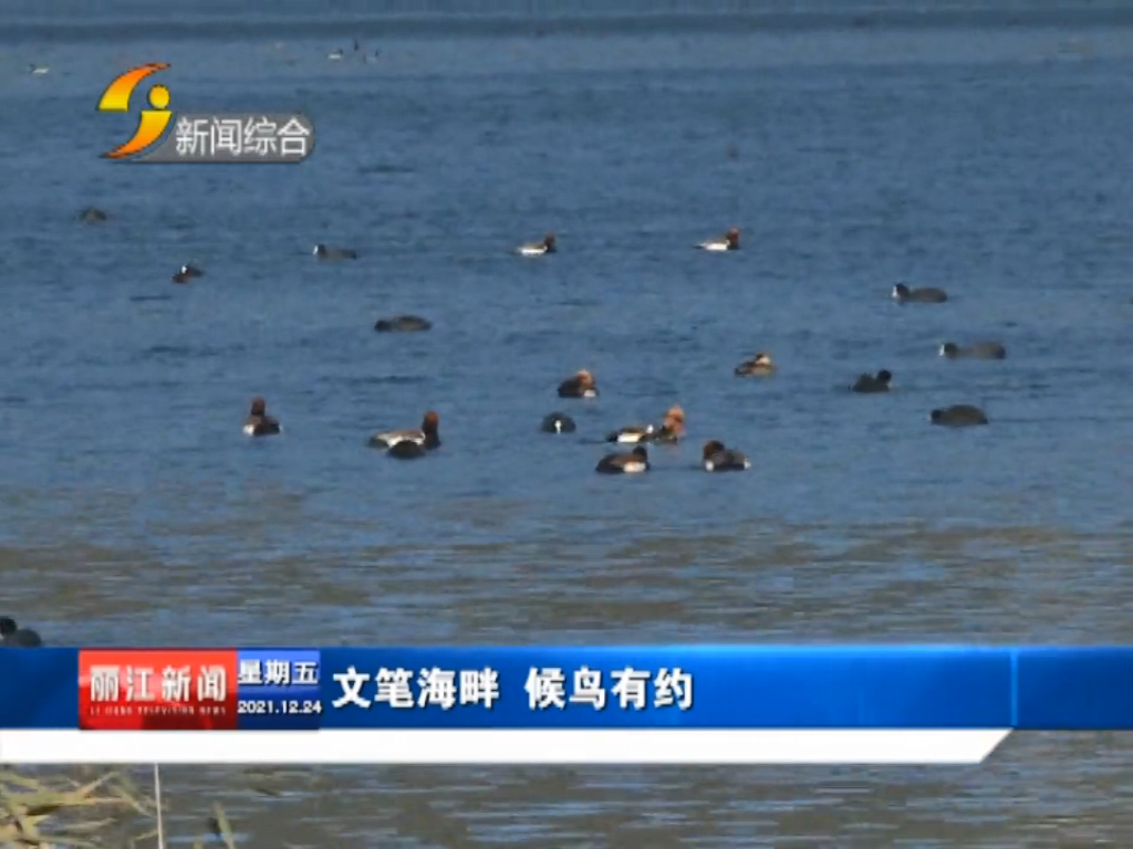 丽江新闻