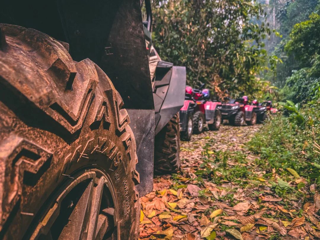 西双版纳望天树景区