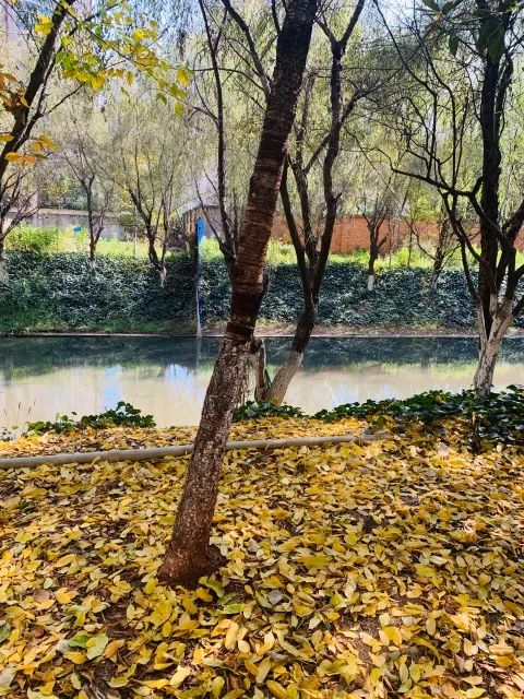 春城晚报