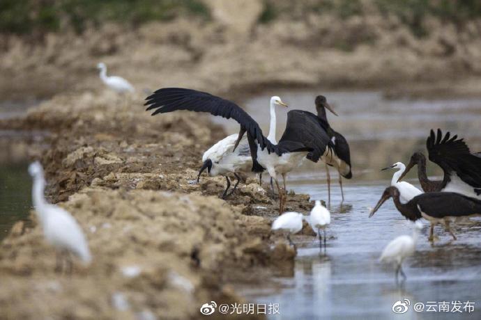 “云南发布”微博