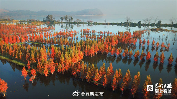 景色如画！南滇池国家湿地水杉太美了