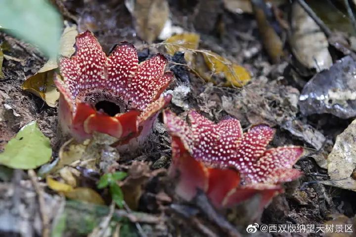 西双版纳望天树景区