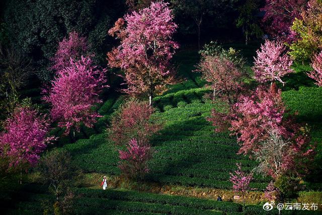 “云南发布”微博