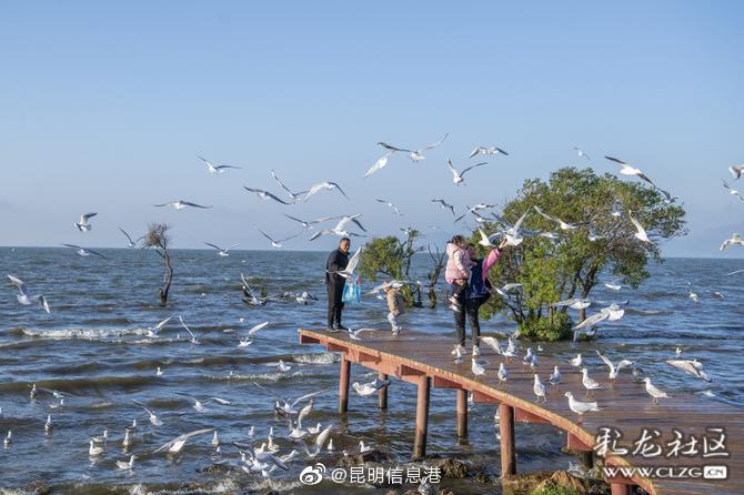 我与昆明红嘴鸥⑱冬季来春城看海鸥