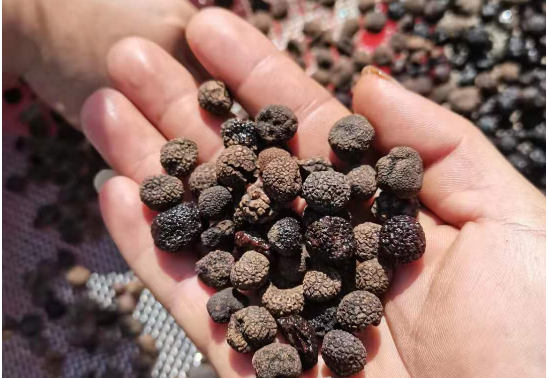 昆明信息港/cnkmxxg