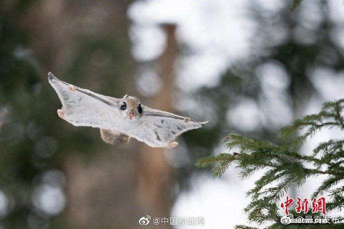 呈贡发布
