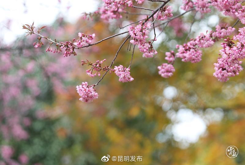 昆明发布