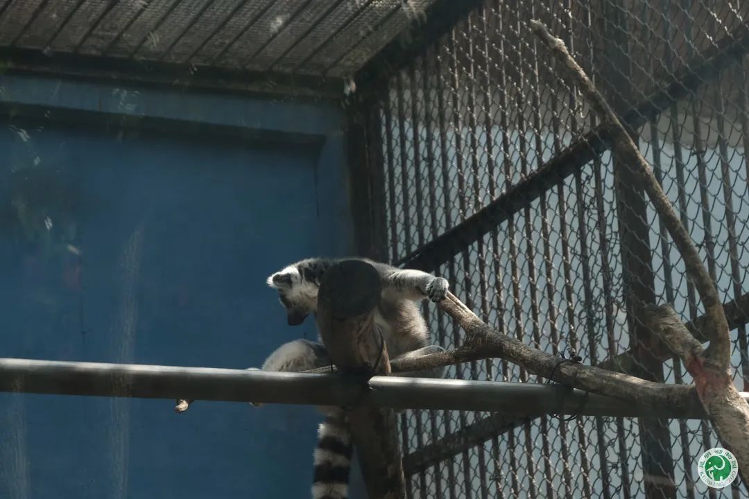 昆明动物园