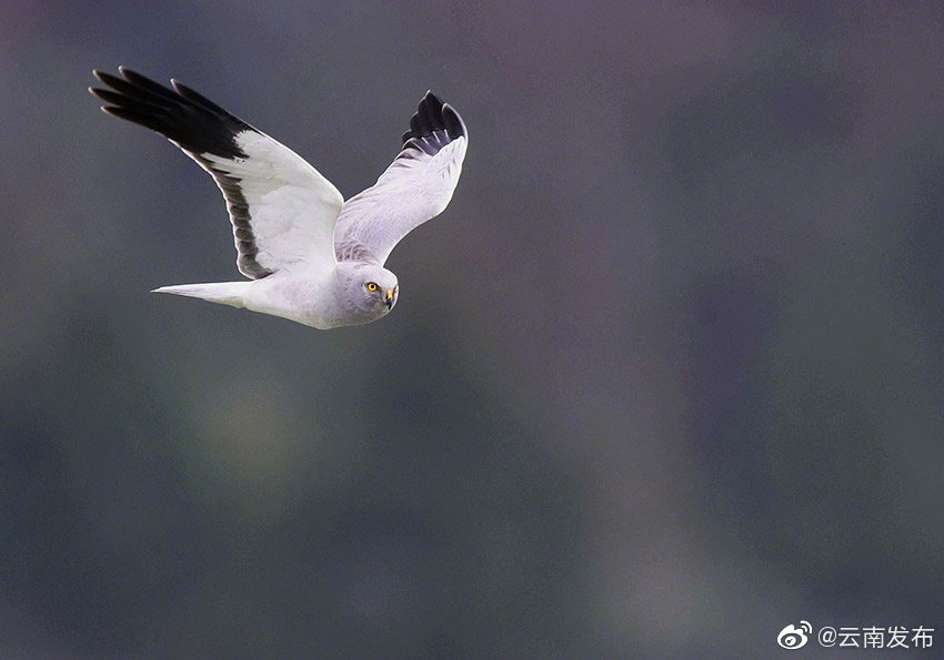 “云南发布”微博