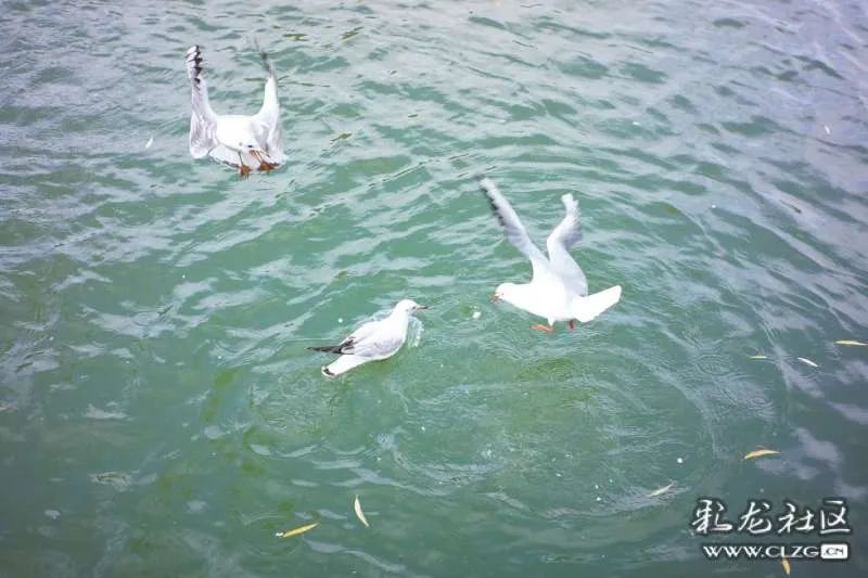 昆明信息港/cnkmxxg