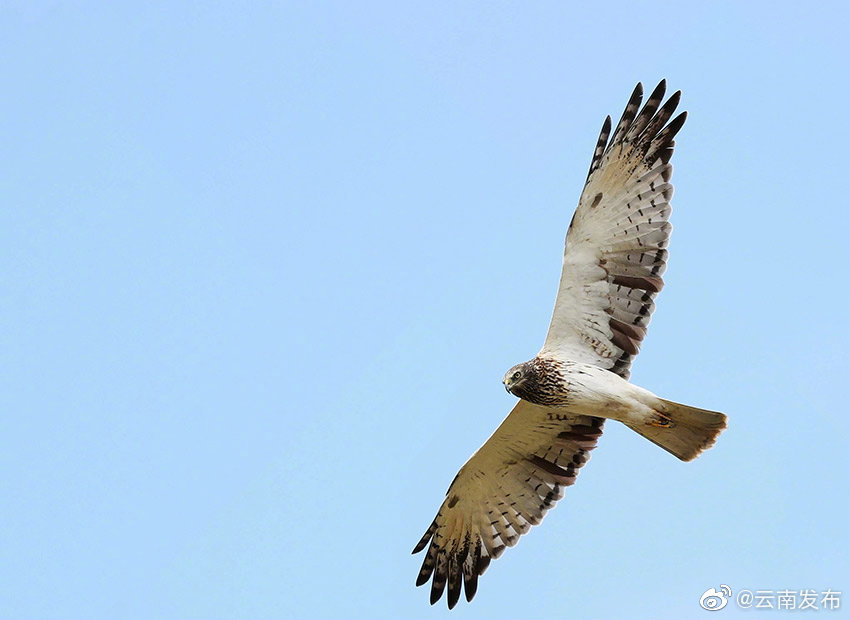 “云南发布”微博