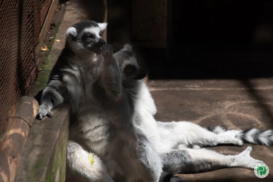 昆明动物园