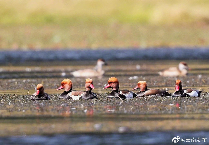 “云南发布”微博