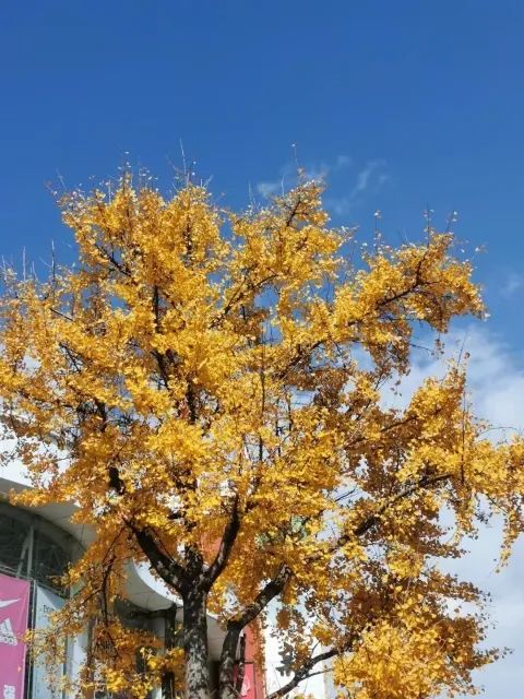 春城晚报