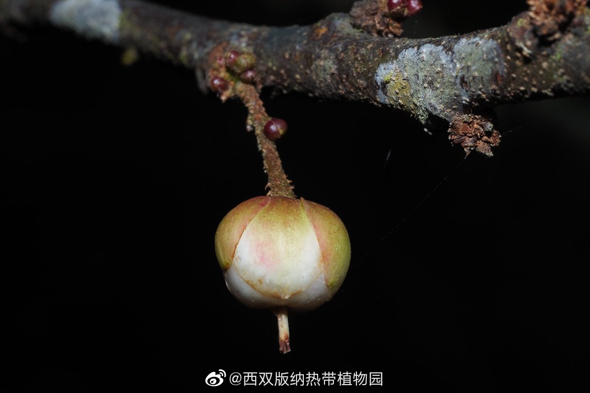西双版纳热带植物园微博