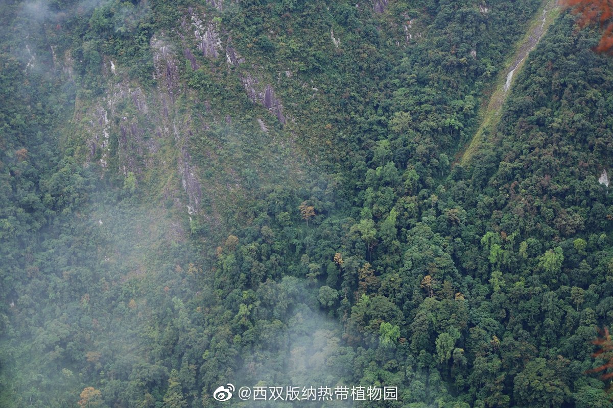 西双版纳热带植物园微博