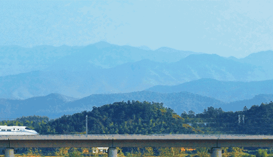 西双版纳望天树景区