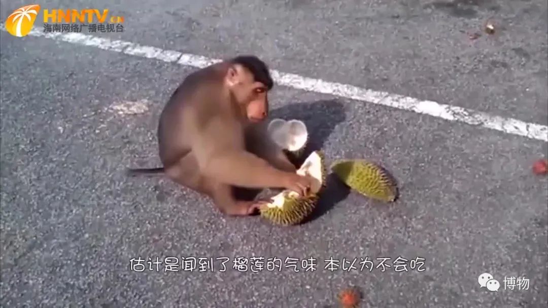 西双版纳望天树景区