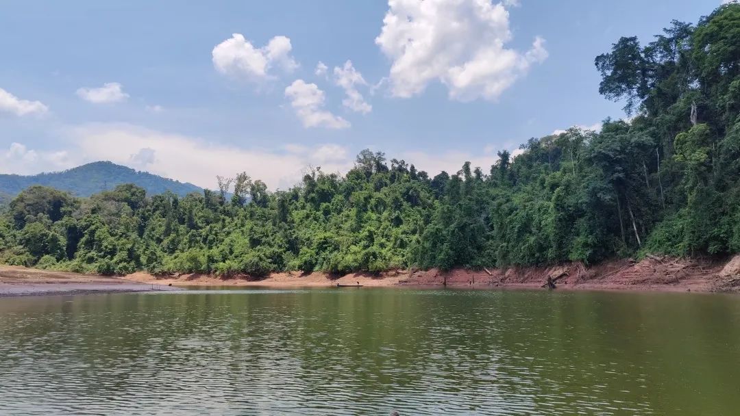 西双版纳望天树景区