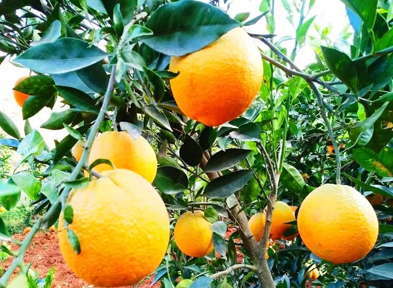 昆明市农业农村局