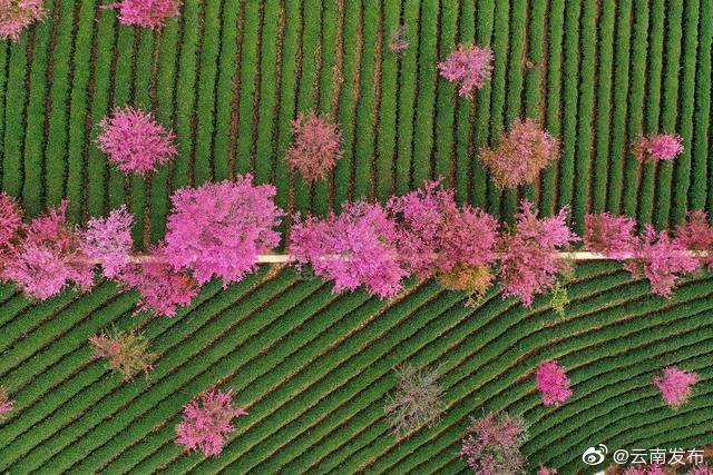 “云南发布”微博