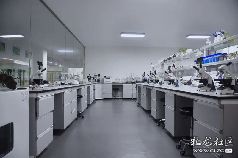 西双版纳望天树景区