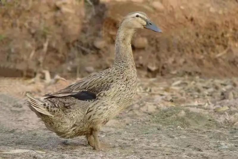 昆明信息港/cnkmxxg