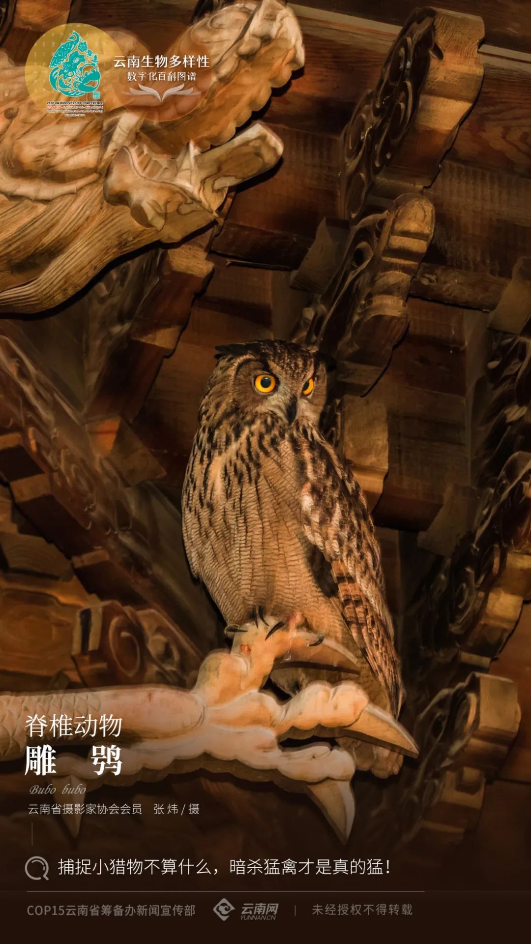 云南省人民政府网