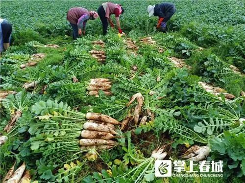 昆明市农业农村局