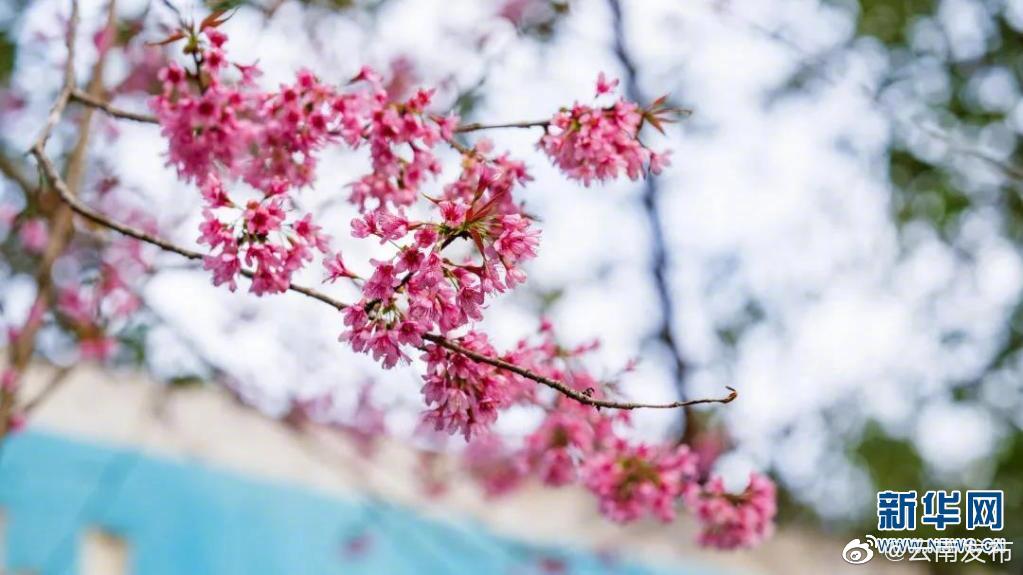 “云南发布”微博