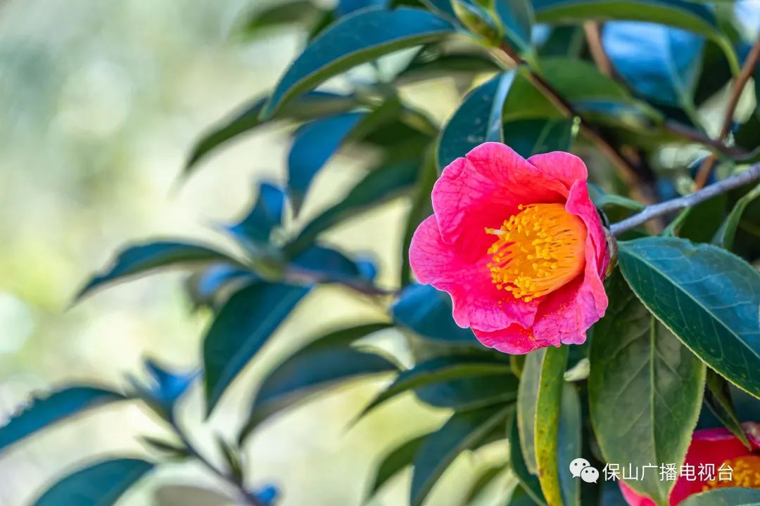 保山广播电视台