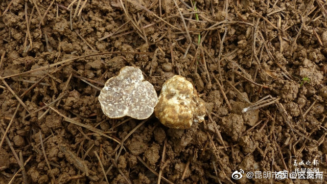 “昆明市西山区发布”微博