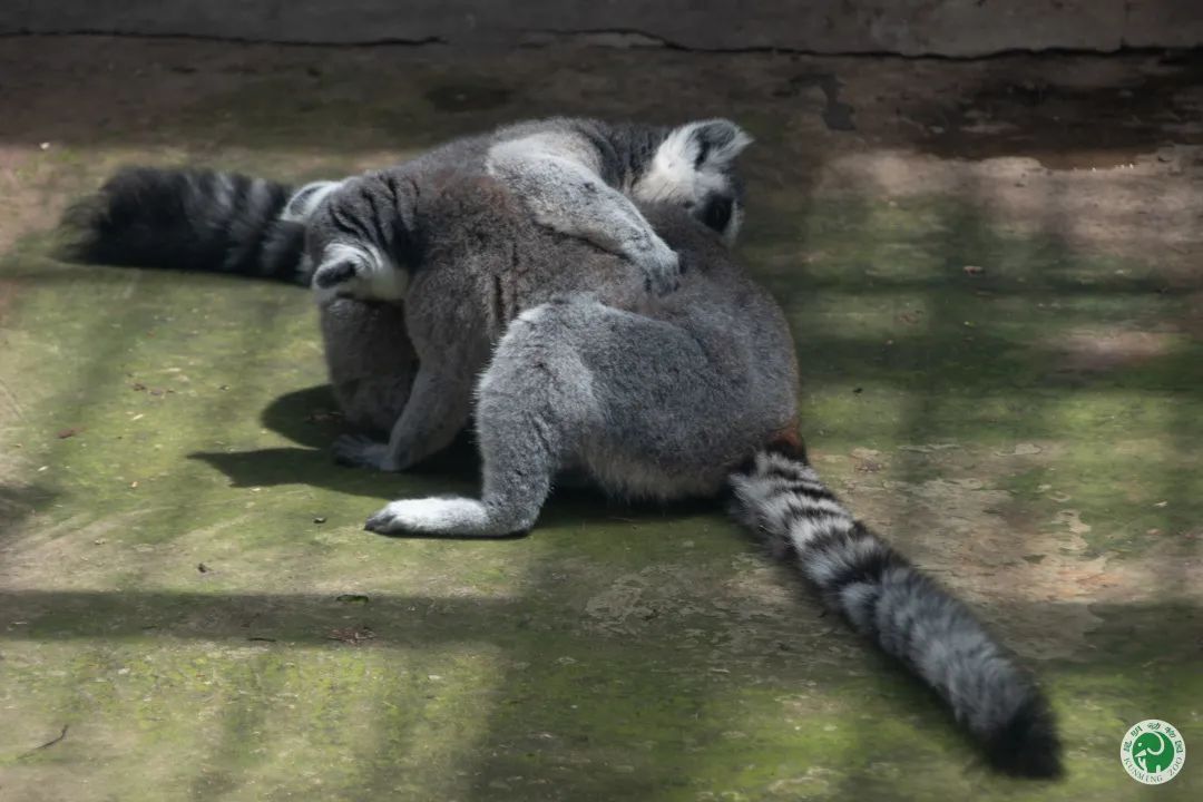 昆明动物园
