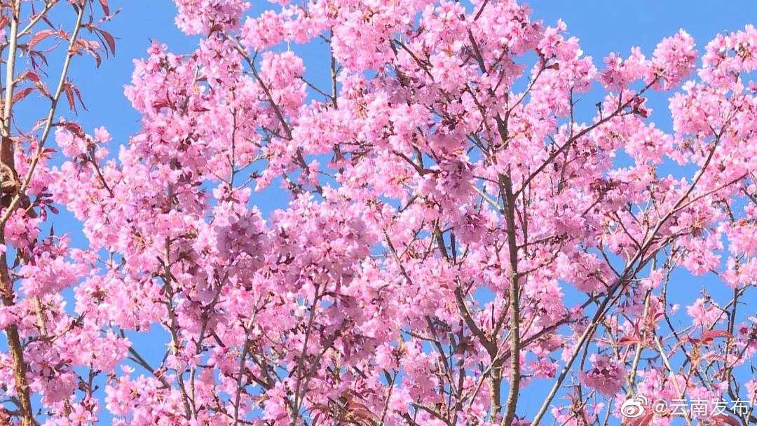 “云南发布”微博