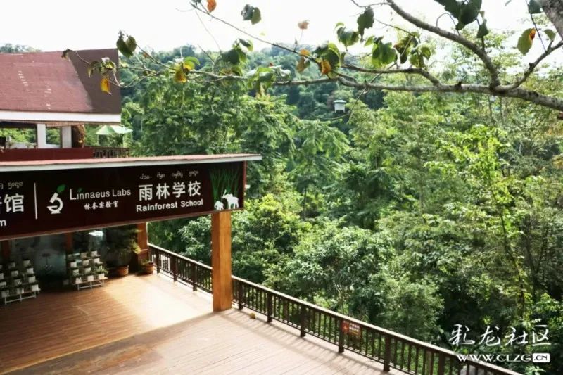 西双版纳望天树景区